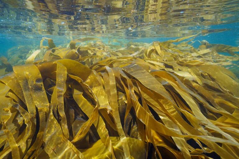 Laminaria Digitata agrimer ingredients